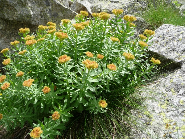 Rhodiola rosea