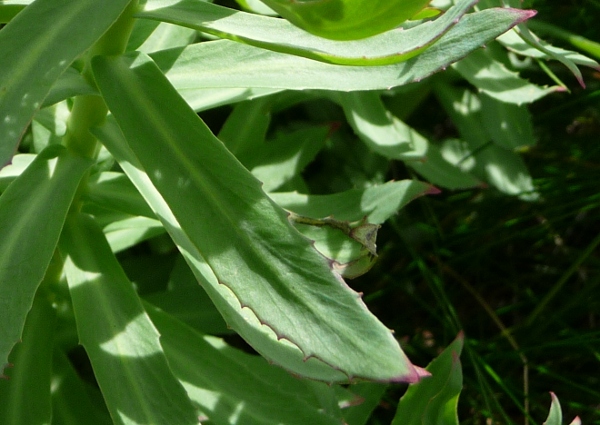 Rhodiola rosea