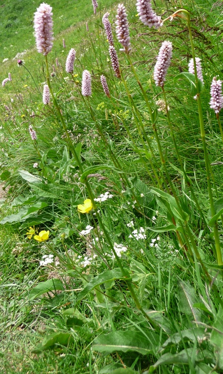 Bistorta officinalis