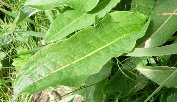 Bistorta officinalis