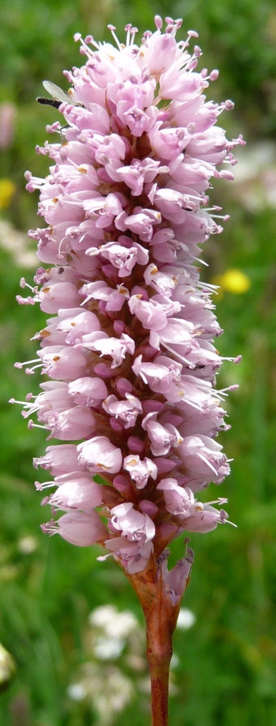 Bistorta officinalis