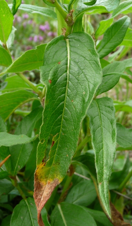 dadeterminare - Aconogonum cfr.alpinum (=Polygonum alpinum)