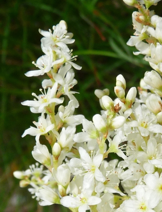 dadeterminare - Aconogonum cfr.alpinum (=Polygonum alpinum)
