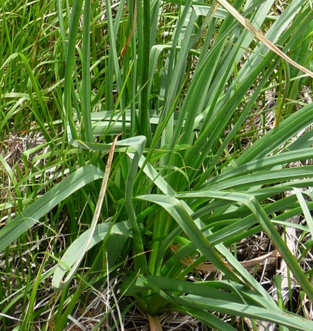 Asphodelus albus / Asfodelo bianco