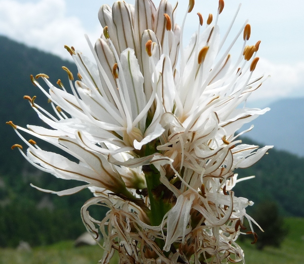 Asphodelus albus / Asfodelo bianco