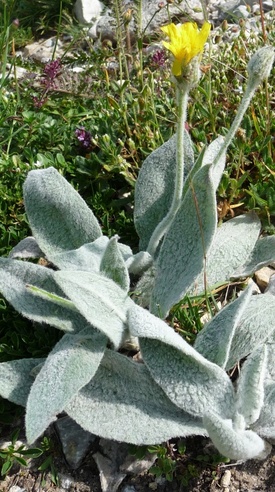 Hieracium tomentosum / Sparviere lanoso
