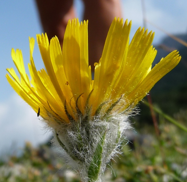 Hieracium tomentosum / Sparviere lanoso