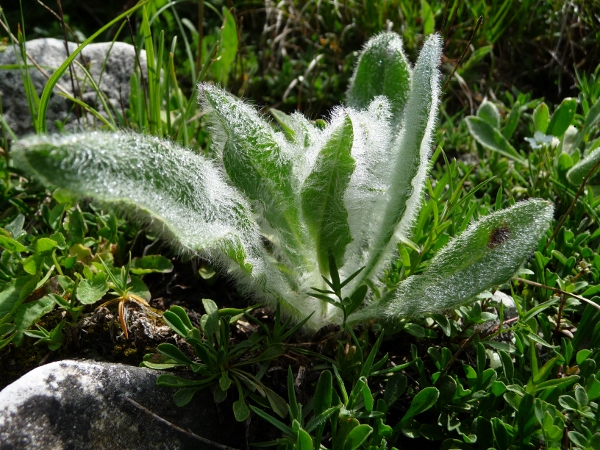 Hieracium tomentosum / Sparviere lanoso