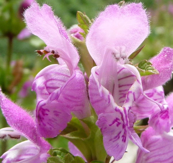 Lamium garganicum sl.
