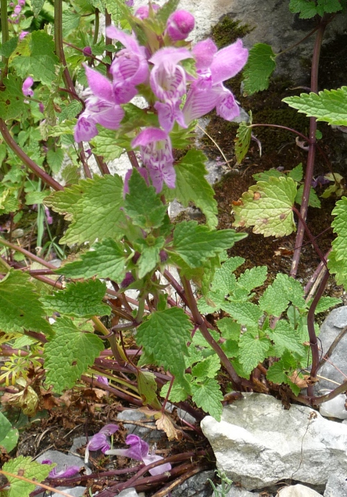 Lamium garganicum sl.