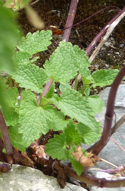 Lamium garganicum sl.