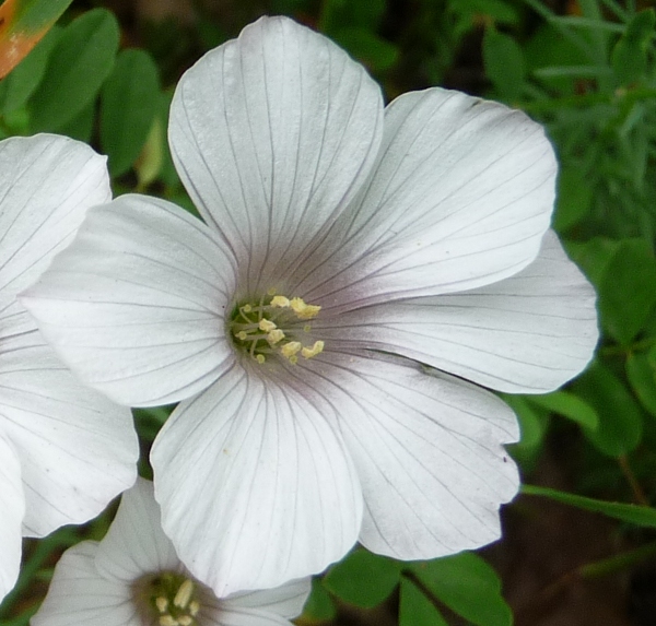 da determinare -  Linum cfr. suffruticosum