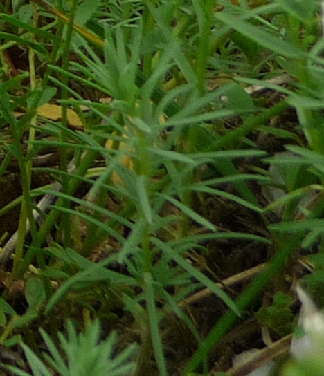 da determinare -  Linum cfr. suffruticosum