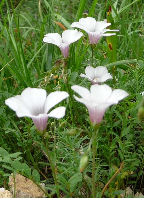 da determinare -  Linum cfr. suffruticosum