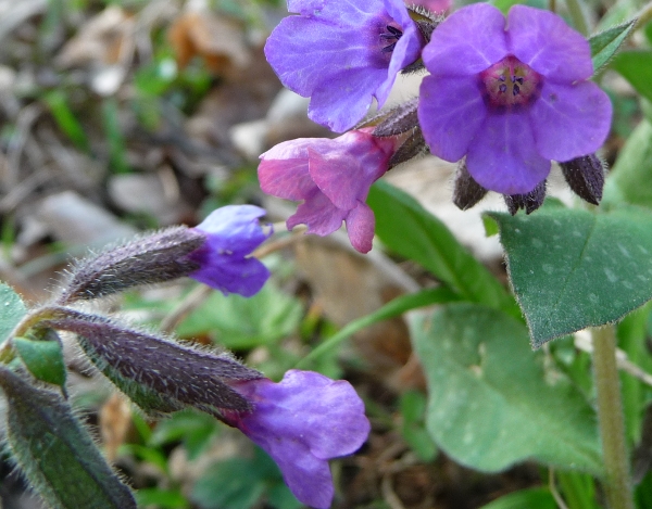 da determinare - Pulmonaria sp.