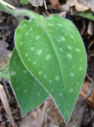 da determinare - Pulmonaria sp.