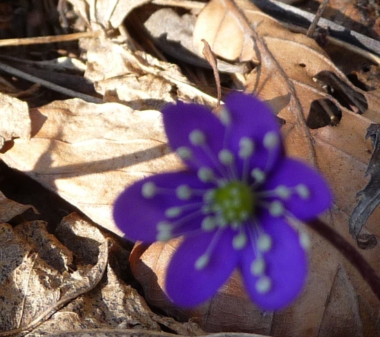 Hepatica nobilis - Erba trinita''