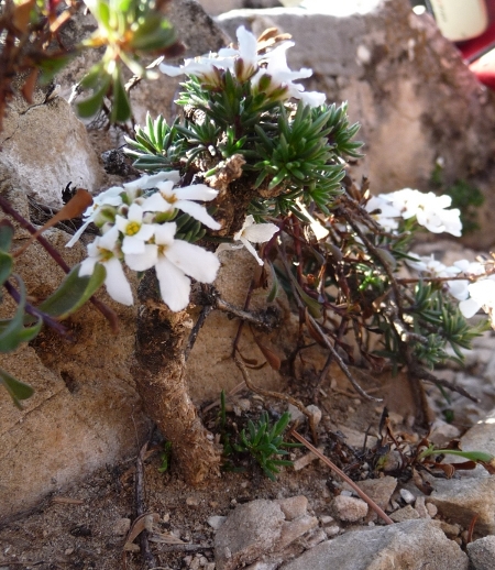 Iberis saxatilis / Iberide rupestre