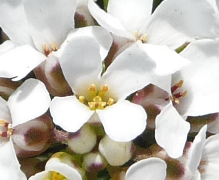 Iberis saxatilis / Iberide rupestre