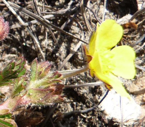 da determinare - Potentilla sp.