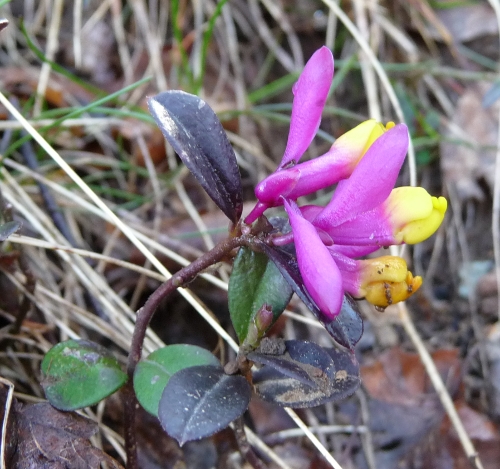 Polygala chamaebuxus