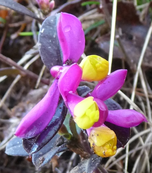 Polygala chamaebuxus