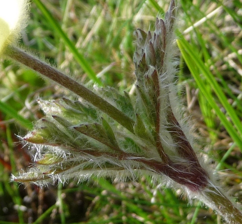 Pulsatilla alpina subsp. apifolia