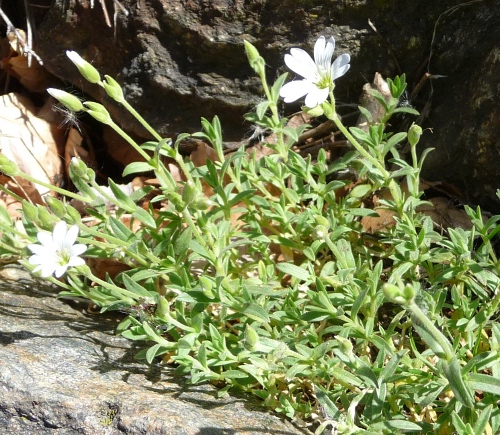 Da determinare - Cerastium sp,