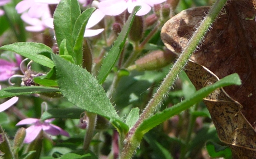Saponaria ocymoides