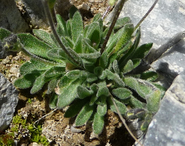Draba dubia