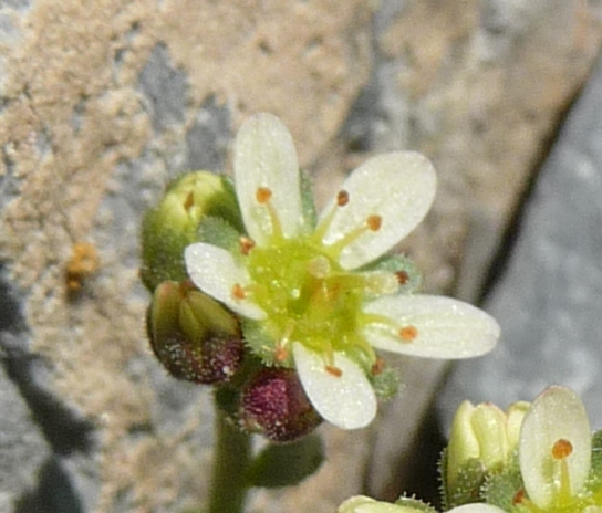 Saxifraga exarata subsp. moschata