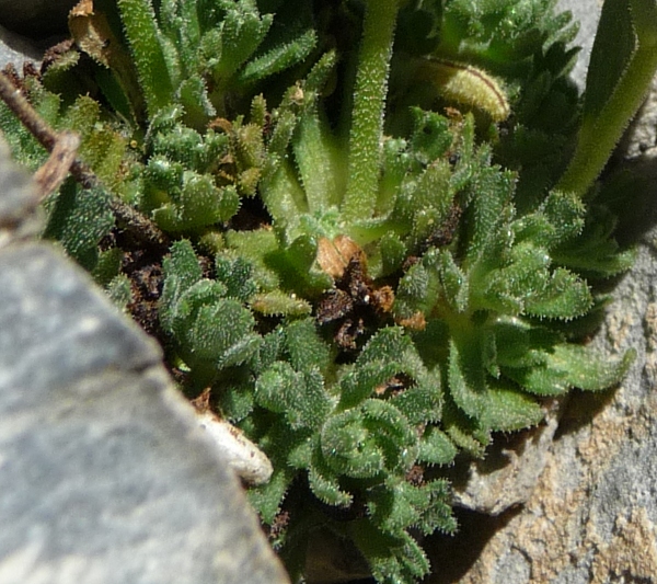 Saxifraga exarata subsp. moschata