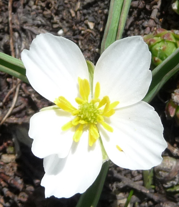 Ranunculus kuepferi