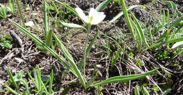 Ranunculus kuepferi