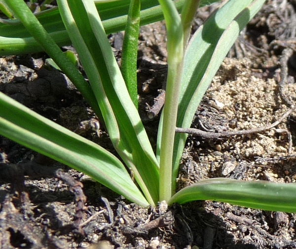 Ranunculus kuepferi