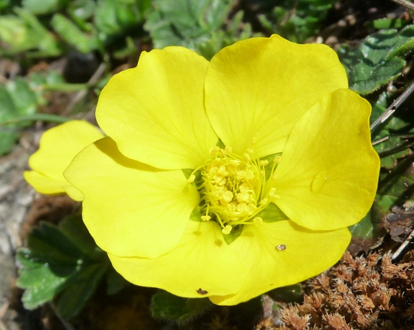 Geum reptans