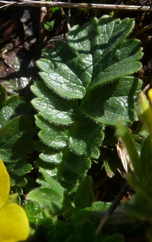 Geum reptans