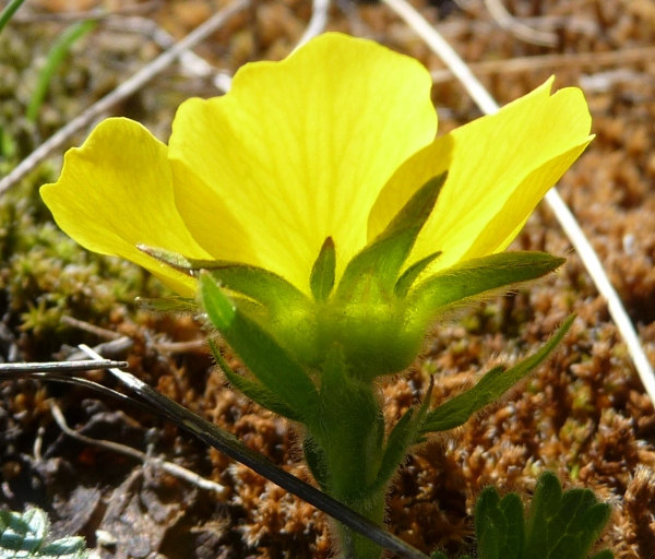 Geum reptans