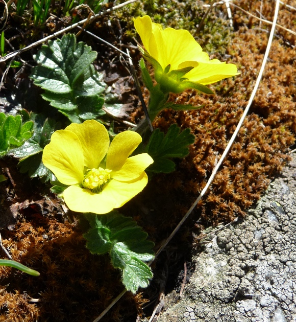 Geum reptans