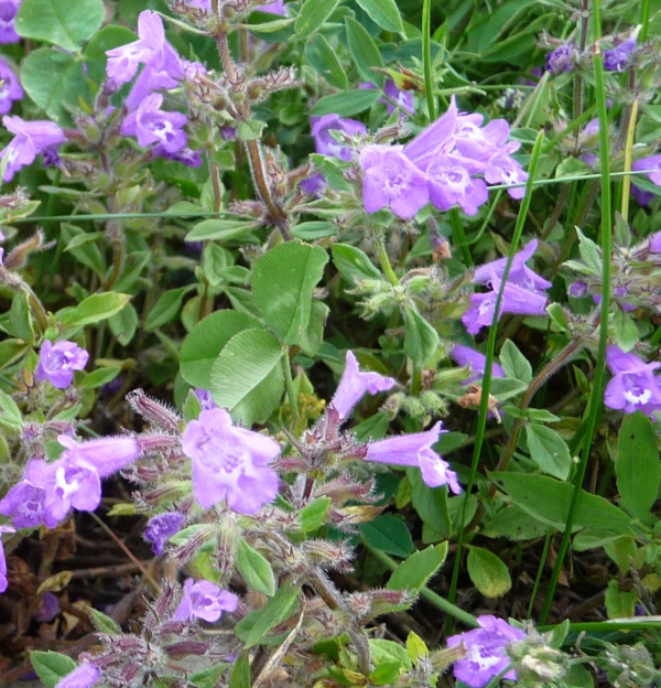 Clinopodium alpinum (=Acinos alpinus)