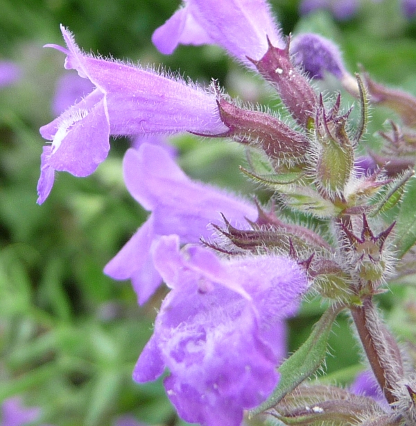 Clinopodium alpinum (=Acinos alpinus)