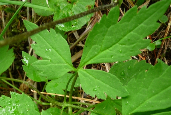 Clematis alpina