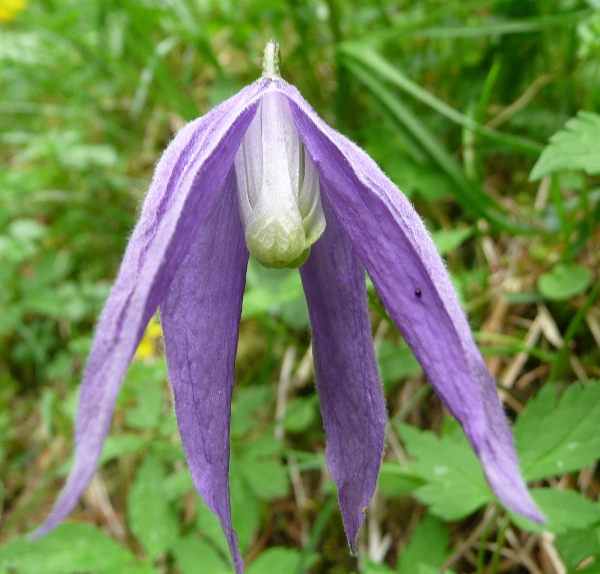 Clematis alpina