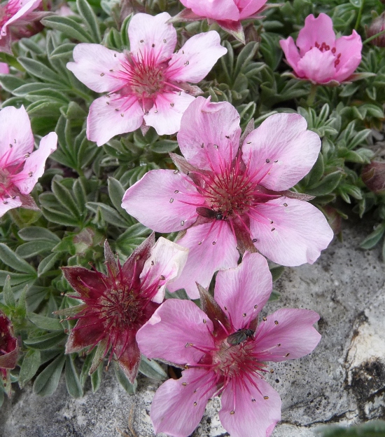 Potentilla nitida