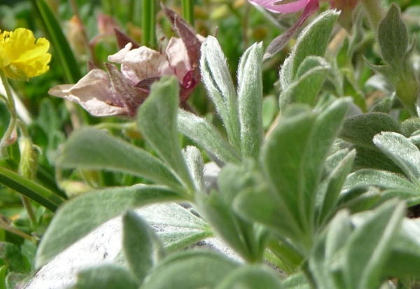 Potentilla nitida