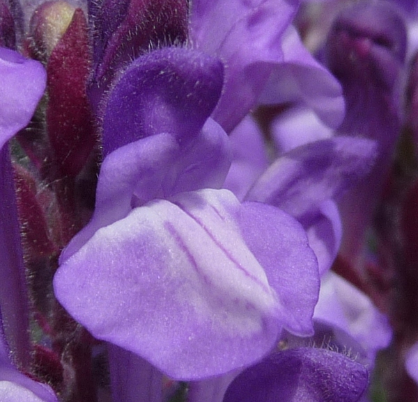 Scutellaria alpina L. subsp. alpina