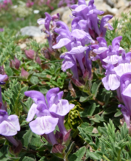 Scutellaria alpina L. subsp. alpina