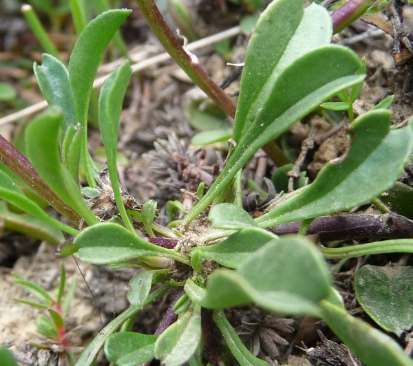 Globularia cordifolia