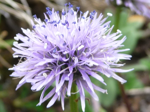Globularia cordifolia