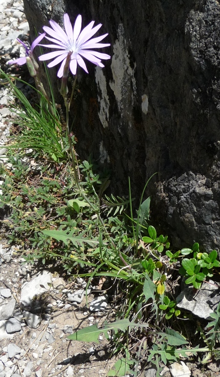 Lactuca perennis